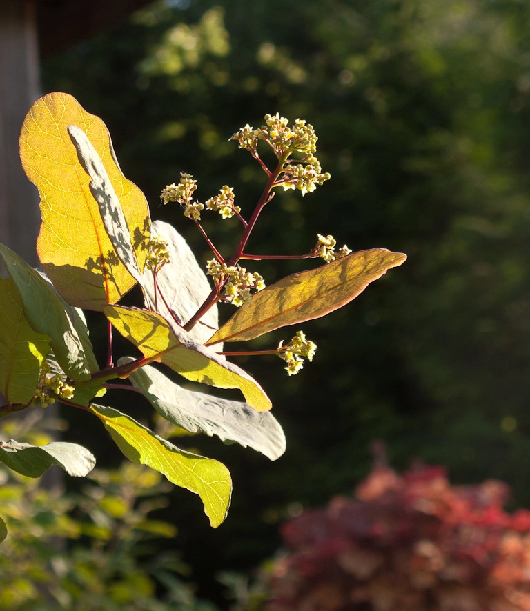 Great Design Plants by Le Jardinet - Photo 6