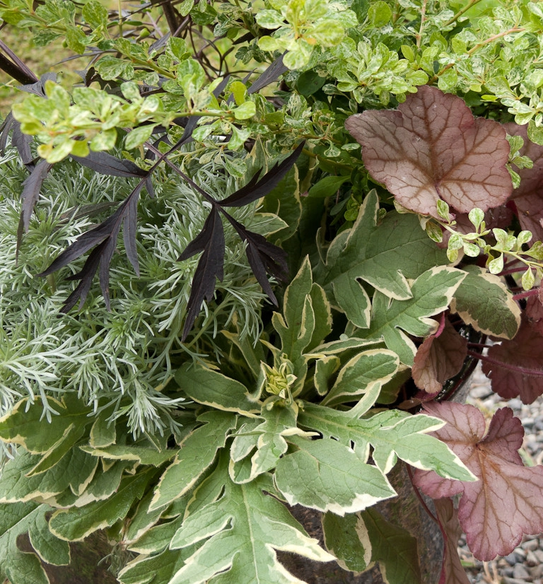 Great Design Plants by Le Jardinet - Photo 8