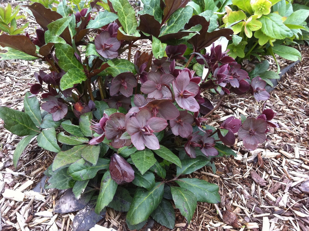Great Design Plants by Le Jardinet - Photo 65