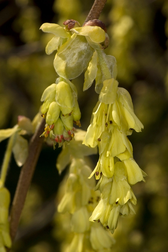 Great Design Plants by Le Jardinet - Photo 57