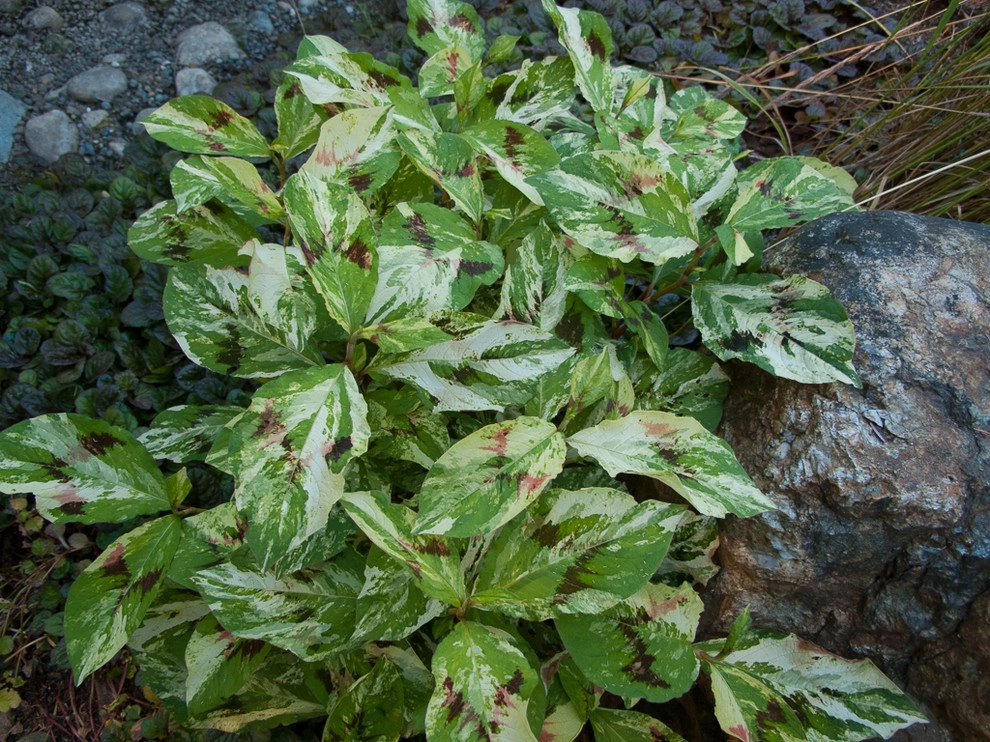 Great Design Plants by Le Jardinet - Photo 84