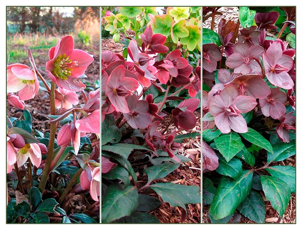Great Design Plants by Le Jardinet - Photo 77