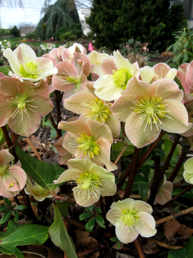 Great Design Plants by Le Jardinet - Photo 39