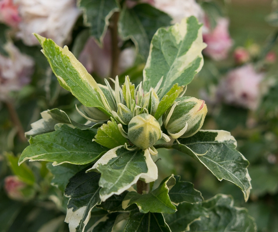 Great Design Plants by Le Jardinet - Photo 16