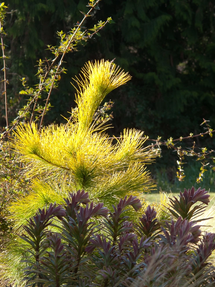 Great Design Plants by Le Jardinet - Photo 110