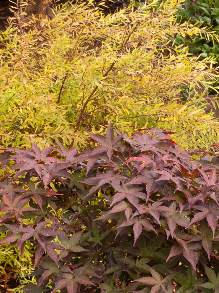 Great Design Plants by Le Jardinet - Photo 43