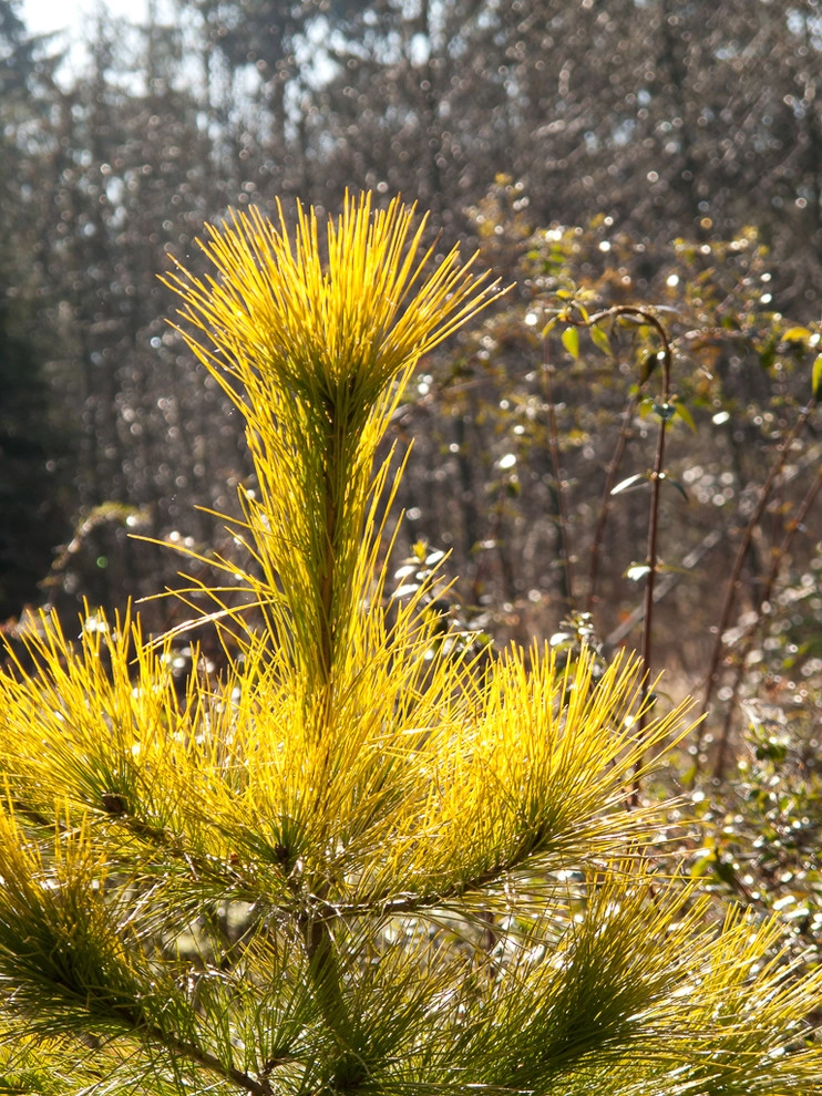 Great Design Plants by Le Jardinet - Photo 102