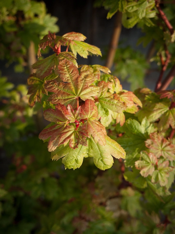 Great Design Plants by Le Jardinet - Photo 55