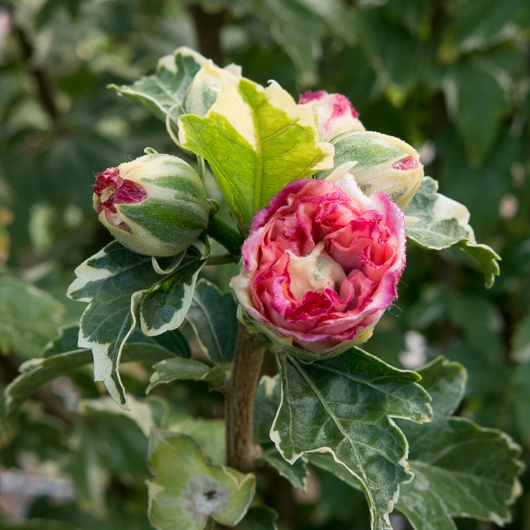 Great Design Plants by Le Jardinet - Photo 88
