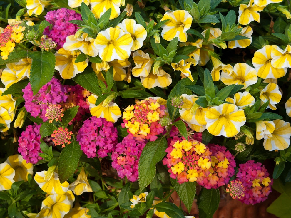 Le Jardinet - Photo 9