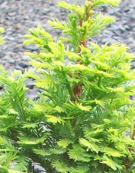 narrow trees for narrow gardens by Le Jardinet - Photo 2