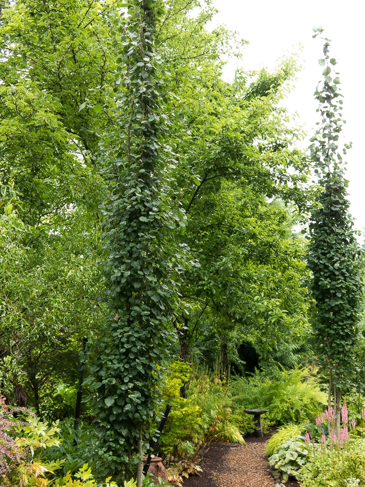 narrow trees for narrow gardens by Le Jardinet - Photo 4
