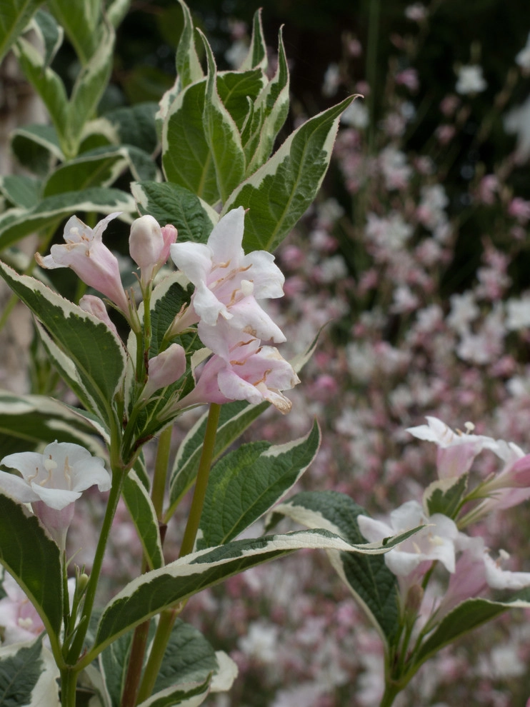 Great Plant Combinations - soft silvers and whisper whites by Le Jardinet - Photo 2