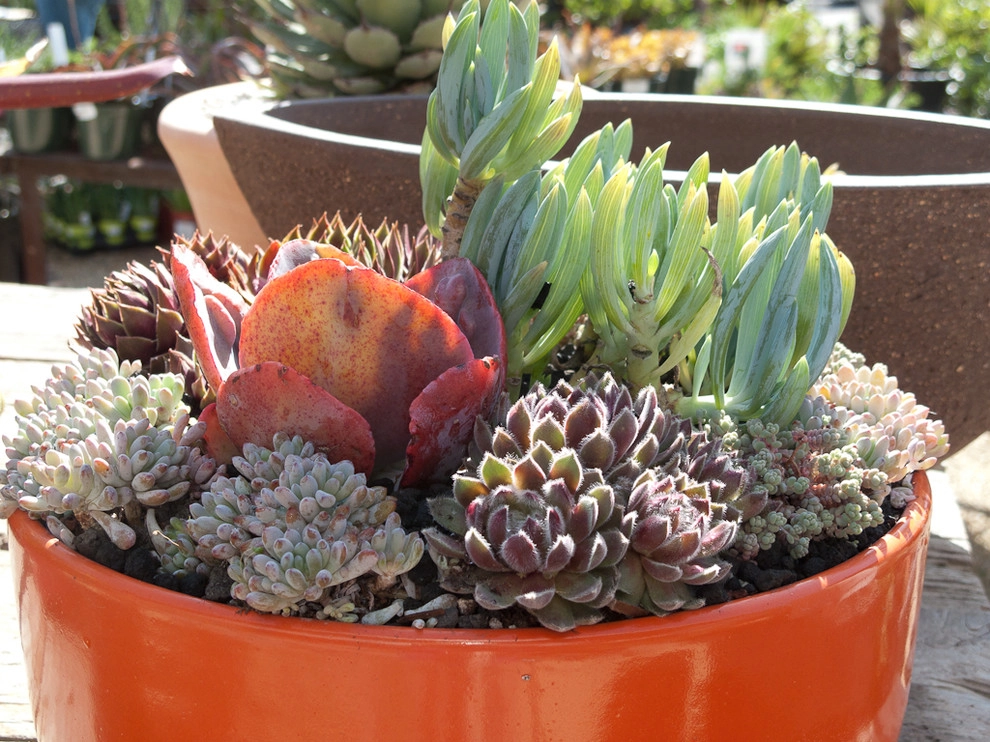 succulent plants and pots by Le Jardinet - Photo 2