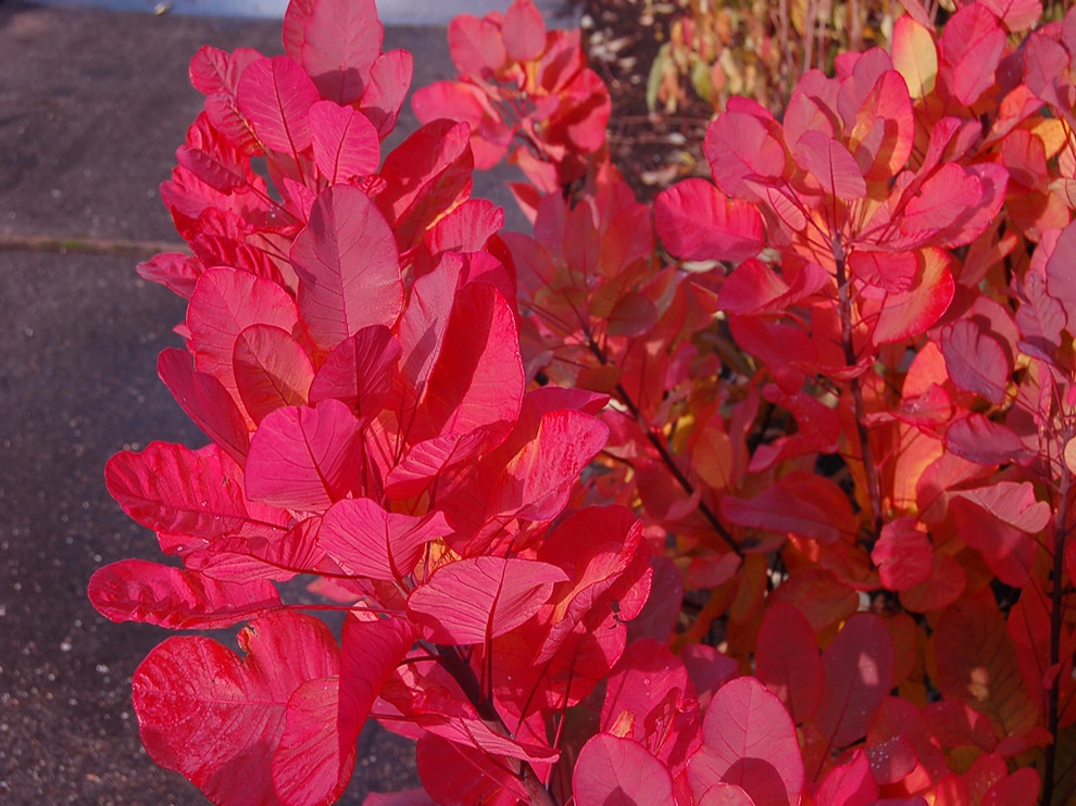 Great Design Plants by Le Jardinet - Photo 109