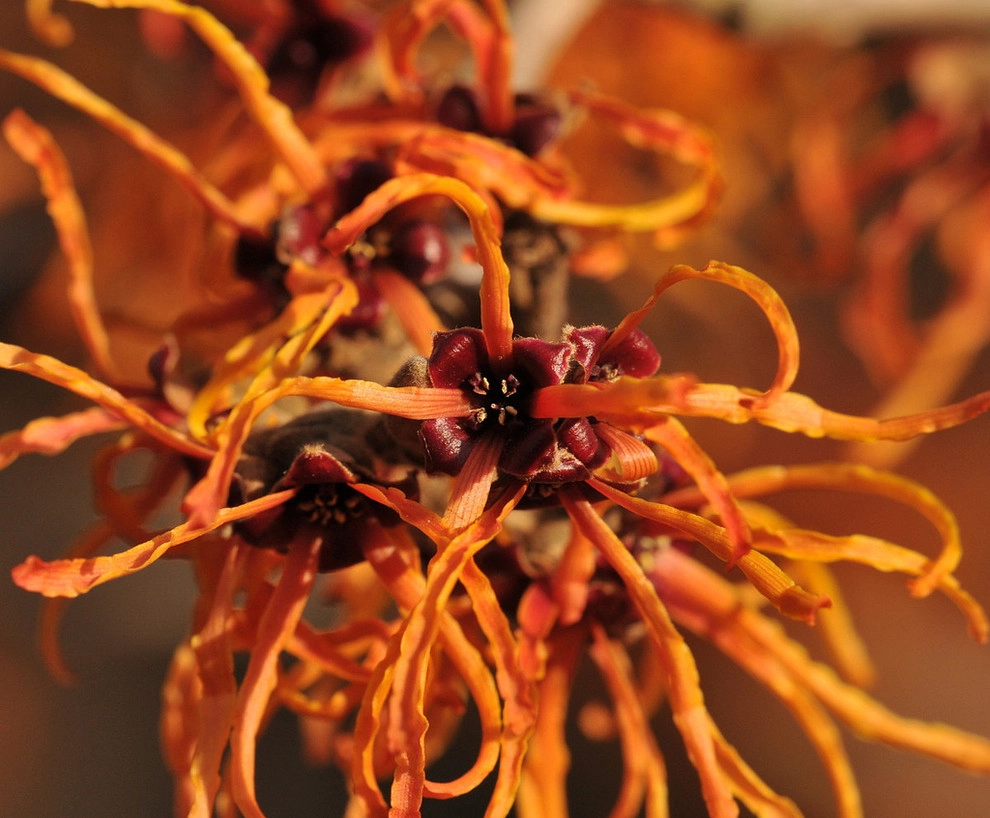 Great Design Plants by Le Jardinet - Photo 70
