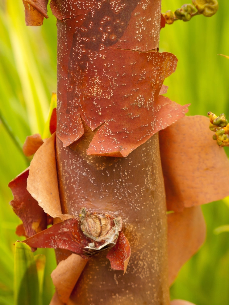 Great Design Plants by Le Jardinet - Photo 72