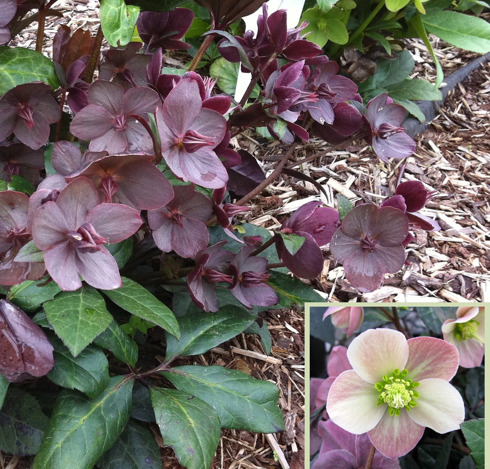 Great Design Plants by Le Jardinet - Photo 61