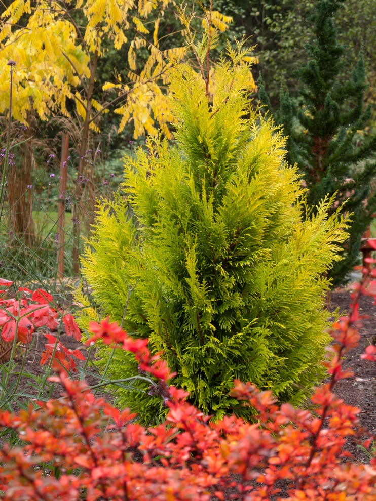 Great Design Plants by Le Jardinet - Photo 108