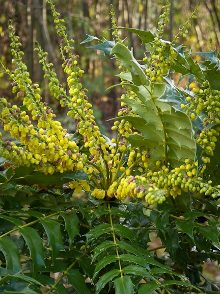 Great Design Plants by Le Jardinet - Photo 15