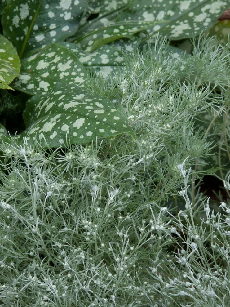 Great Plant Combinations - soft silvers and whisper whites by Le Jardinet - Photo 3