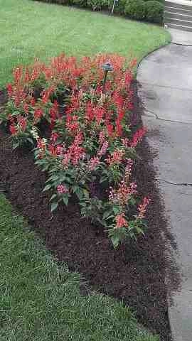 Alberto Alavez Professional Lawn Services LLC 4 by Alberto Alavez Professional Lawn Services LLC - Photo 115