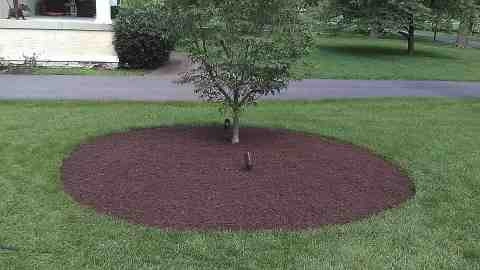 Alberto Alavez Professional Lawn Services LLC 4 by Alberto Alavez Professional Lawn Services LLC - Photo 34
