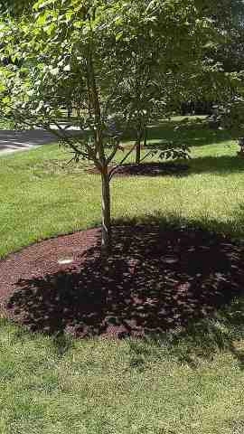 Alberto Alavez Professional Lawn Services LLC 4 by Alberto Alavez Professional Lawn Services LLC - Photo 21
