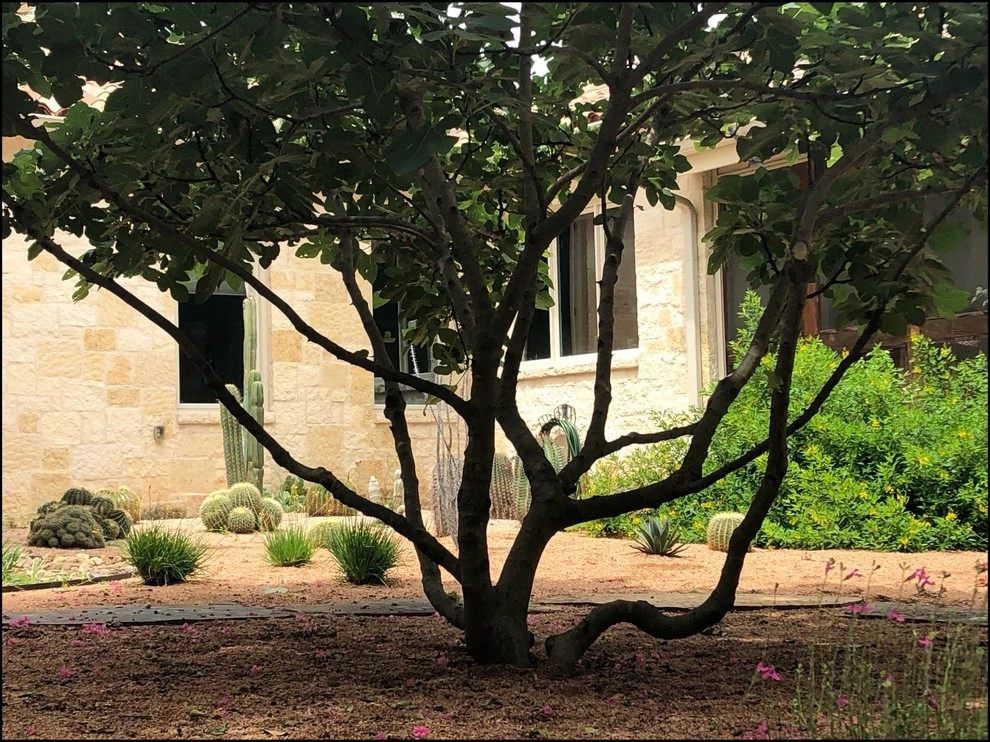 Olmos Park Back Yard Xeriscape by Leifeste Landscape Design - Photo 2