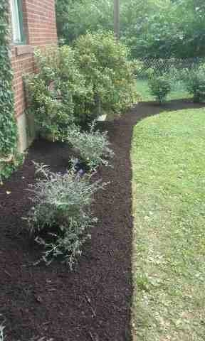 Alberto Alavez Professional Lawn Services LLC 1 by Alberto Alavez Professional Lawn Services LLC - Photo 24