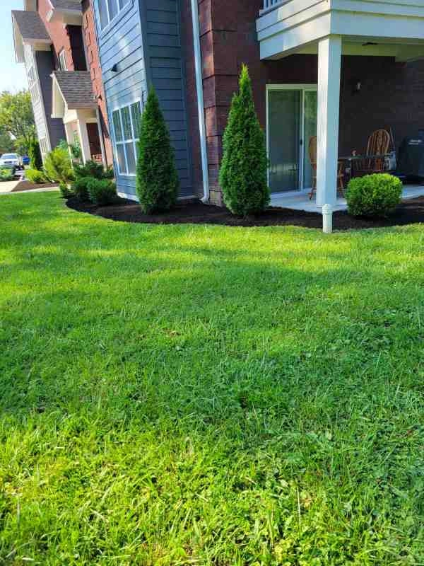Alberto Alavez Professional Lawn Services LLC 3 by Alberto Alavez Professional Lawn Services LLC - Photo 32