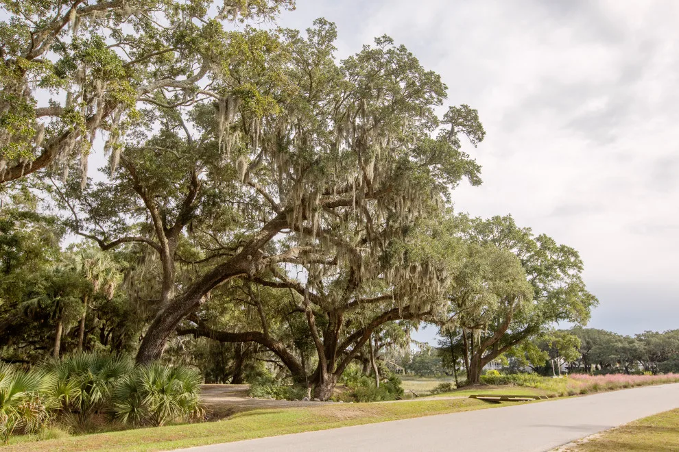 Jack Island Beech Exclusively for Kiawah River by Delpino Custom Homes - Photo 57