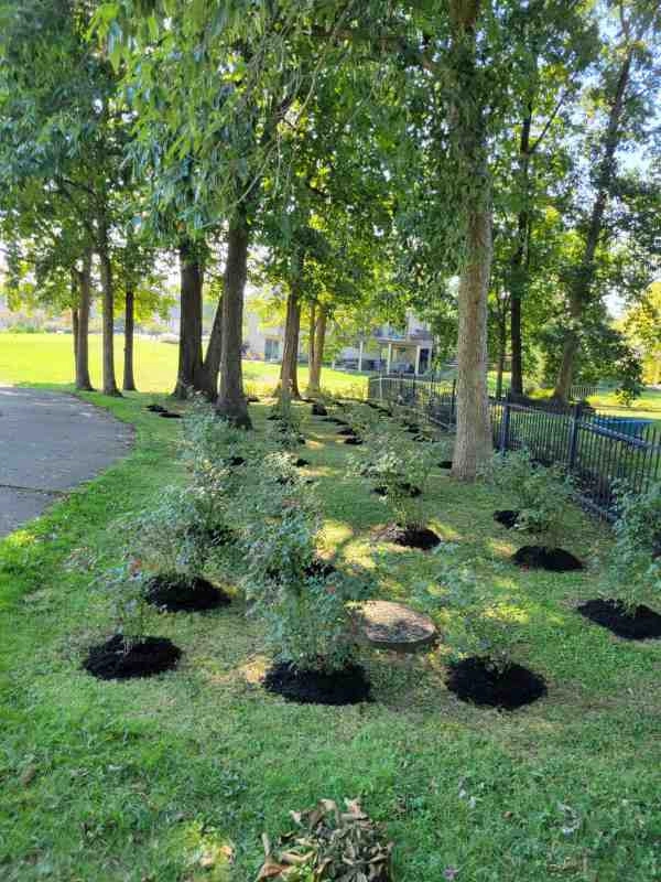 Alberto Alavez Professional Lawn Services LLC 3 by Alberto Alavez Professional Lawn Services LLC - Photo 13