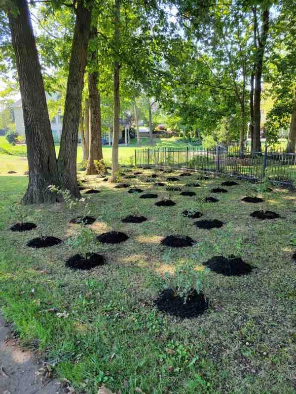 Alberto Alavez Professional Lawn Services LLC 3 by Alberto Alavez Professional Lawn Services LLC - Photo 67