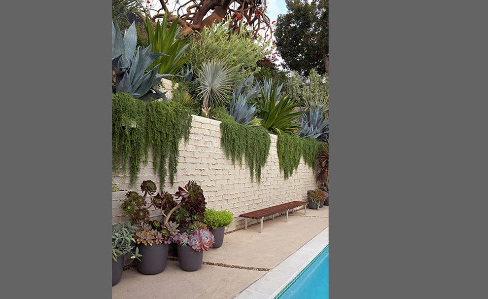 Mid-Century Makeover by Lisa Gimmy Landscape Architecture - Photo 2