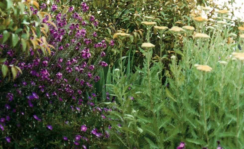 Lisa Gimmy Landscape Architecture - Photo 13