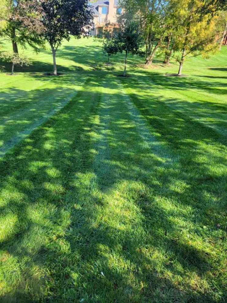 Alberto Alavez Professional Lawn Services LLC 6 by Alberto Alavez Professional Lawn Services LLC - Photo 6