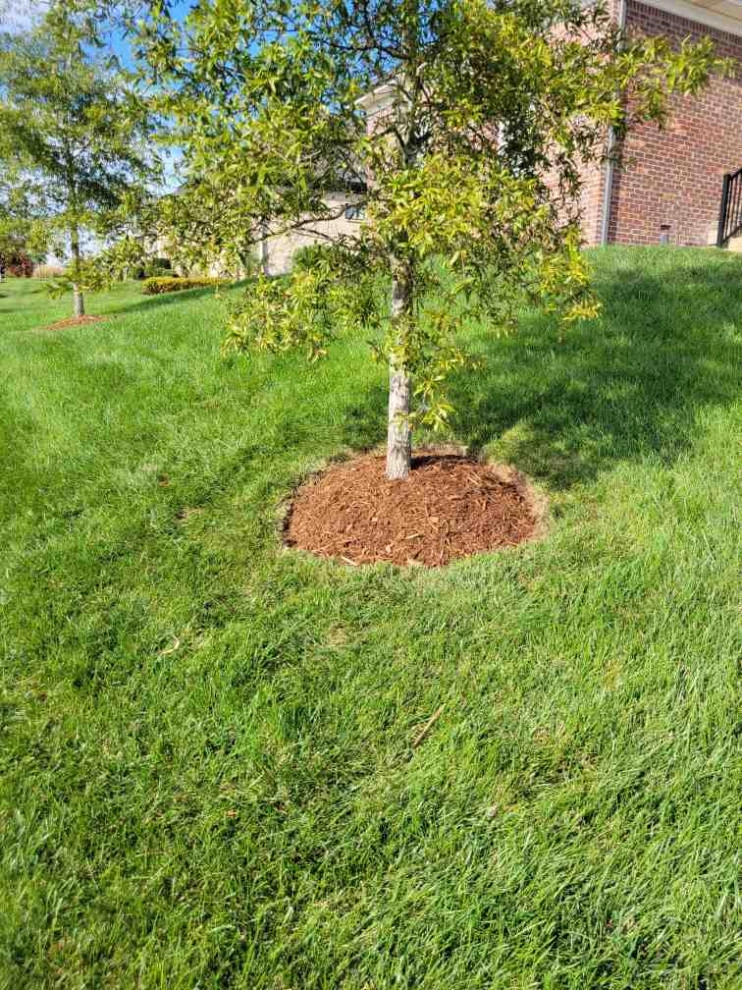 Alberto Alavez Professional Lawn Services LLC 6 by Alberto Alavez Professional Lawn Services LLC - Photo 13