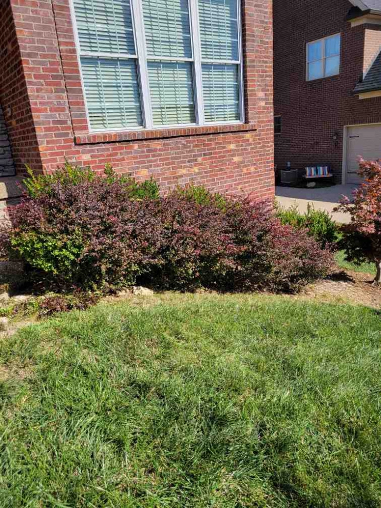 Alberto Alavez Professional Lawn Services LLC 6 by Alberto Alavez Professional Lawn Services LLC - Photo 16