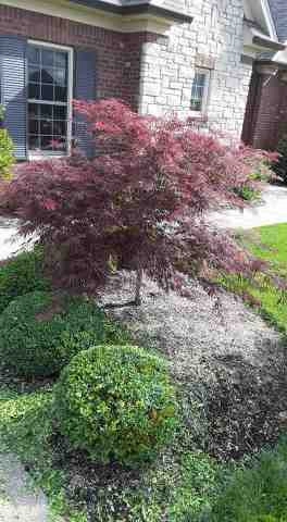 Alberto Alavez Professional Lawn Services LLC 5 by Alberto Alavez Professional Lawn Services LLC - Photo 44