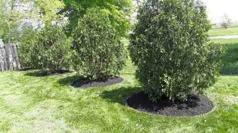 Alberto Alavez Professional Lawn Services LLC 5 by Alberto Alavez Professional Lawn Services LLC - Photo 3