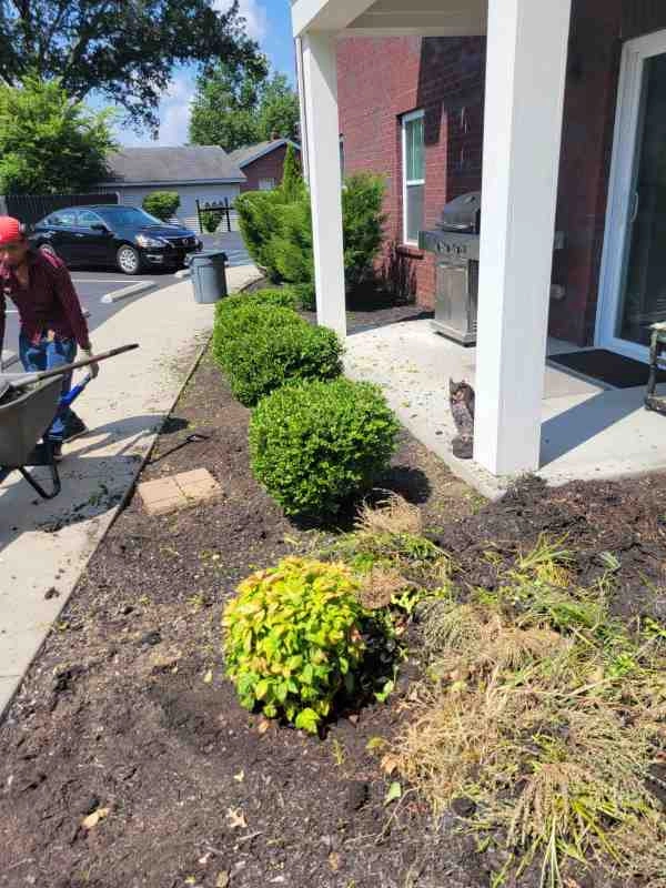 Alberto Alavez Professional Lawn Services LLC 4 by Alberto Alavez Professional Lawn Services LLC - Photo 94