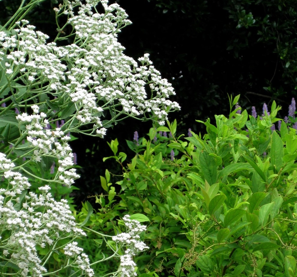 Native landscape by Magee Design - Photo 6