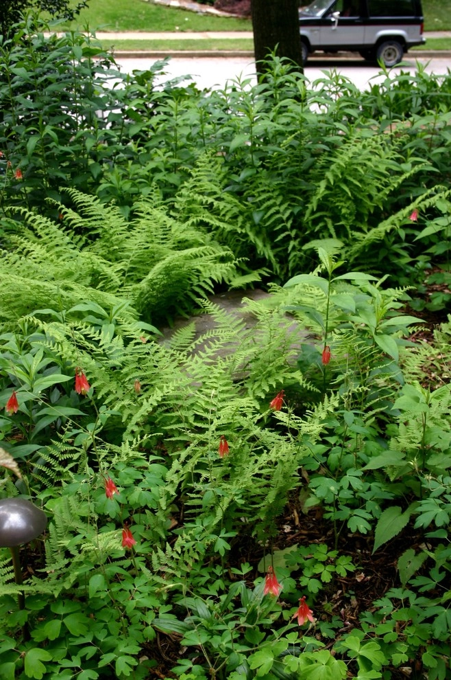 Native Plant Landscape by Magee Design - Photo 8