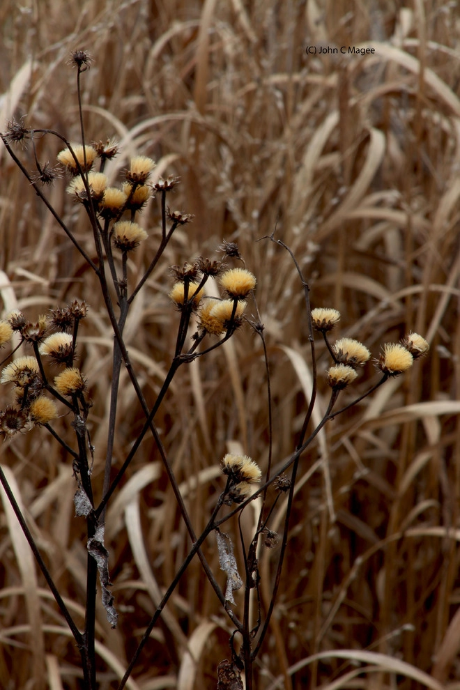 Winter interest by Magee Design - Photo 13
