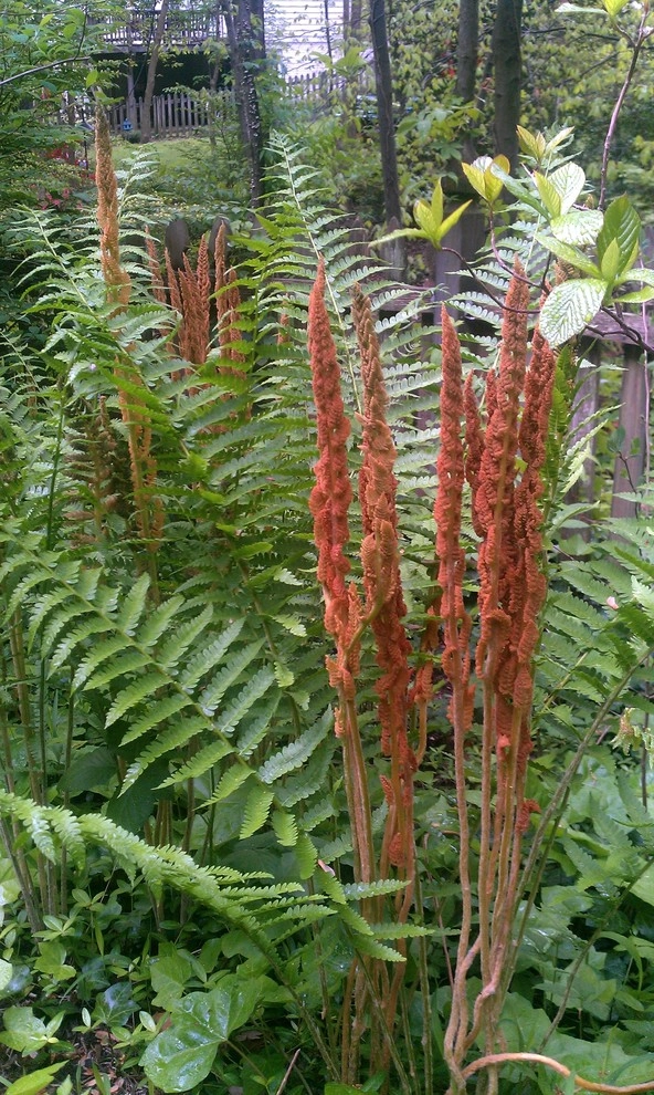 Woodland garden by Magee Design - Photo 9