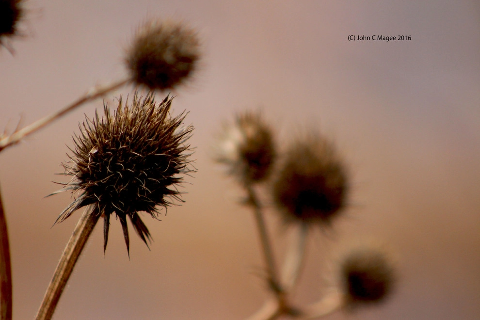 Winter interest by Magee Design - Photo 14