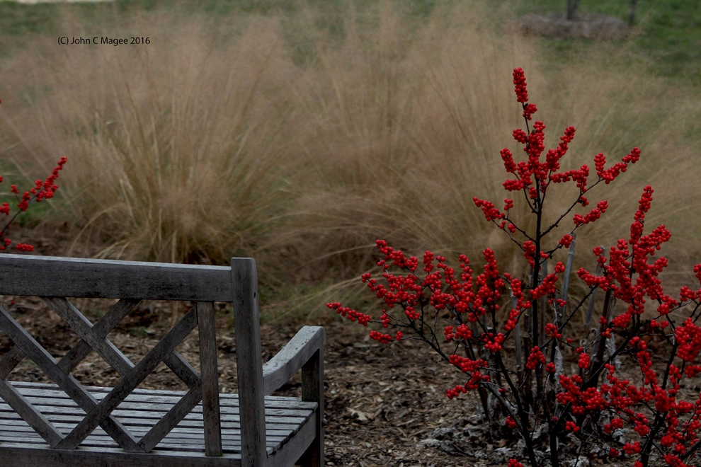 Winter interest by Magee Design - Photo 3