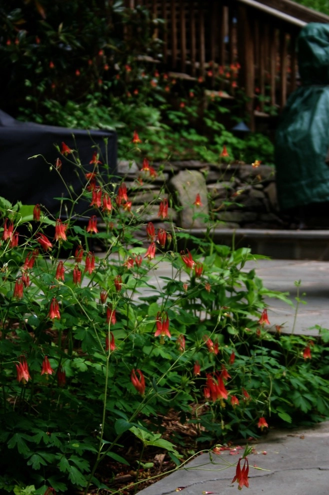 Native Plant Landscape by Magee Design - Photo 2