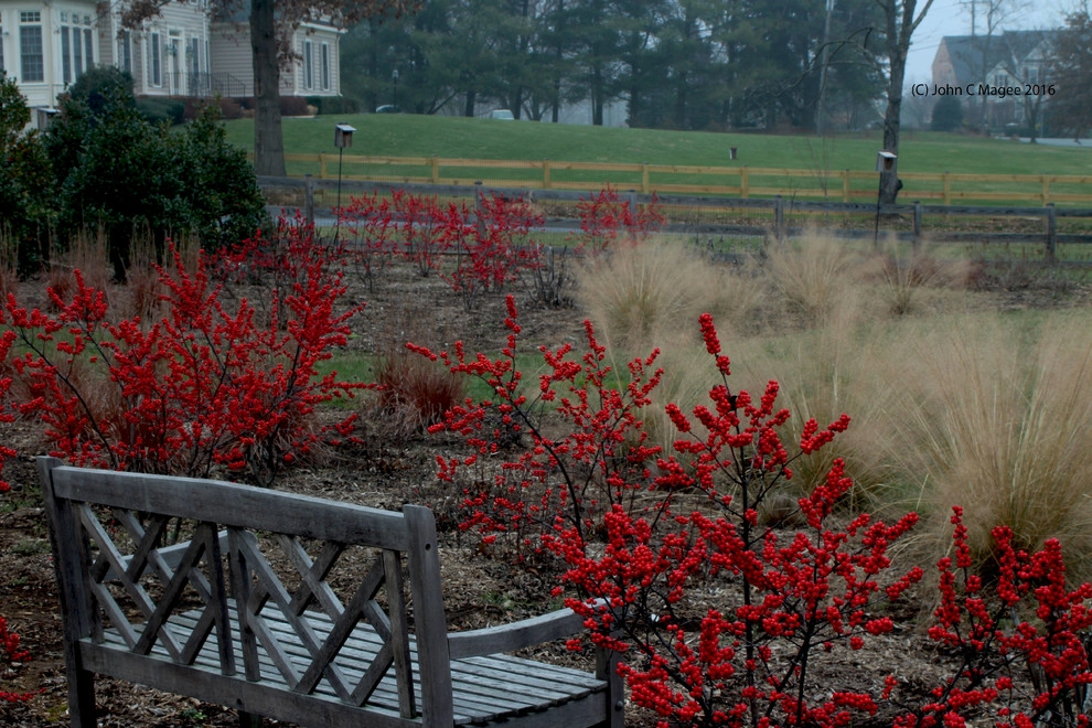 Winter interest by Magee Design - Photo 11